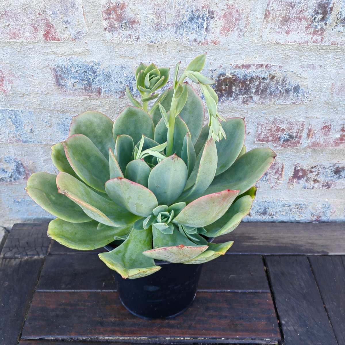 montana succulents Echeveria Green Montana (3 Plants) – Plants Direct