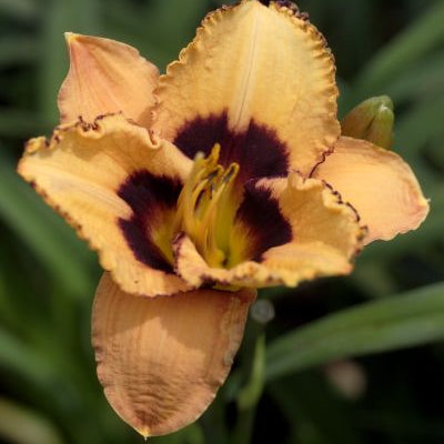 Daylily - Good old boy