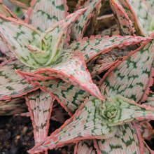 Load image into Gallery viewer, Aloe Marowa Bride  (1 Plant) NEW/RARE
