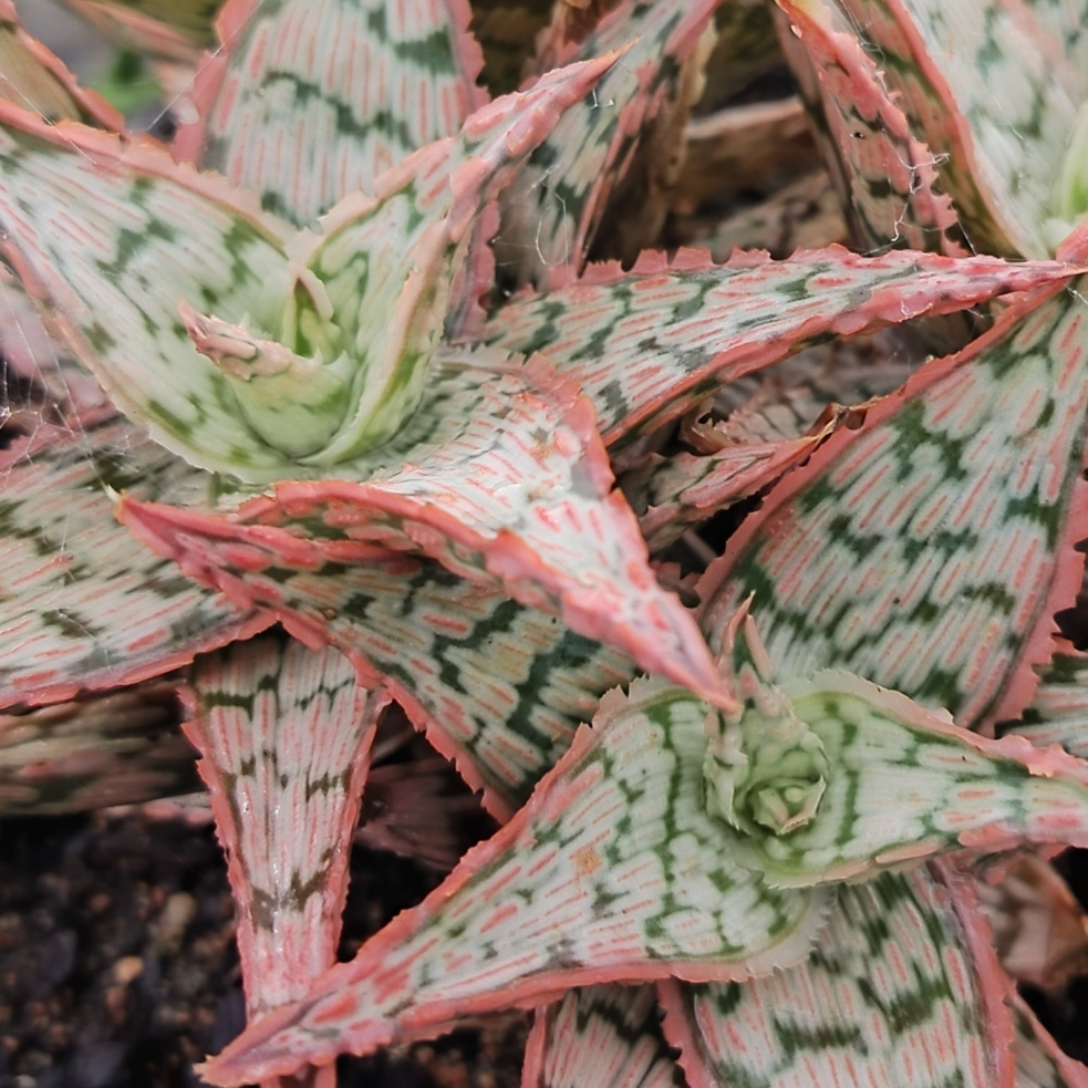 Aloe Marowa Bride  (1 Plant) NEW/RARE