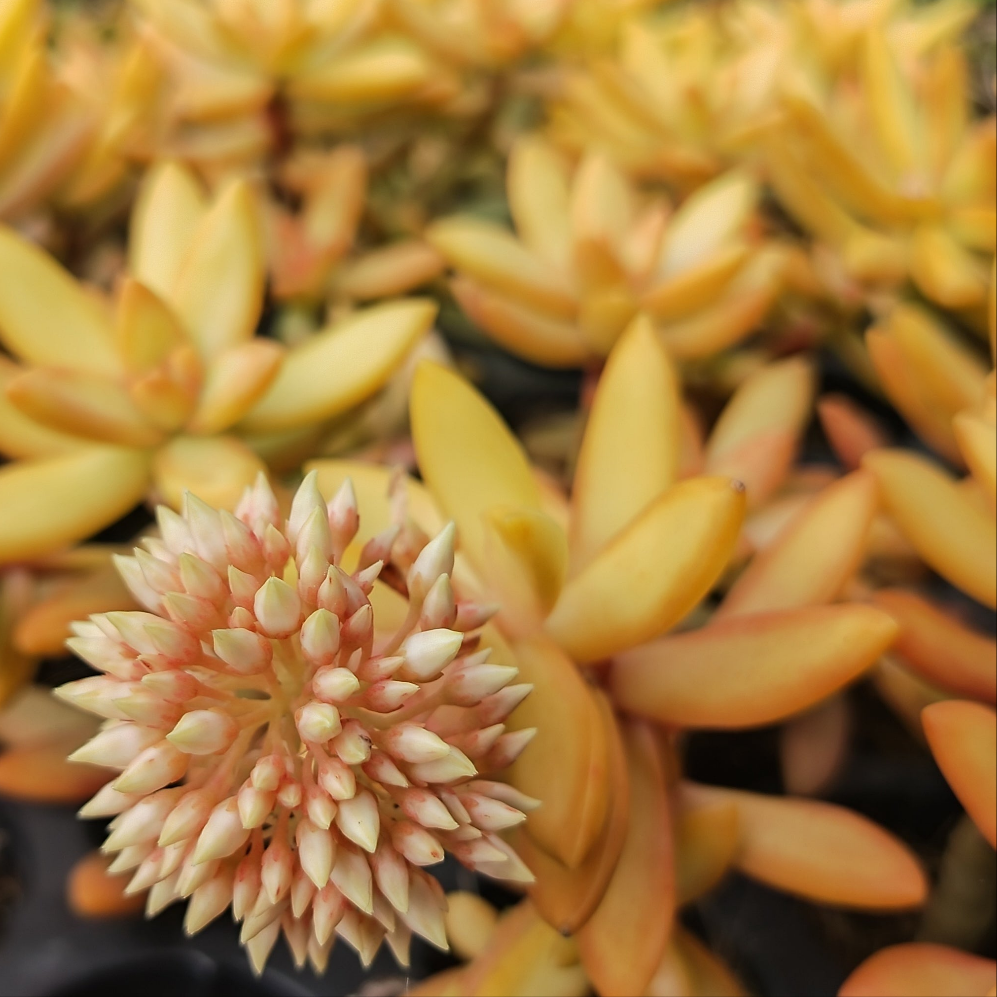 Sedum adolphii (3 Plants)
