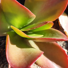 Load image into Gallery viewer, Kalanchoe Mambo (3 Plants)
