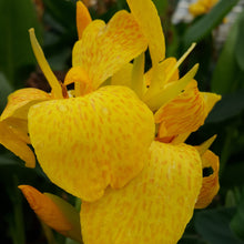 Load image into Gallery viewer, Canna Lemon &amp; Gin
