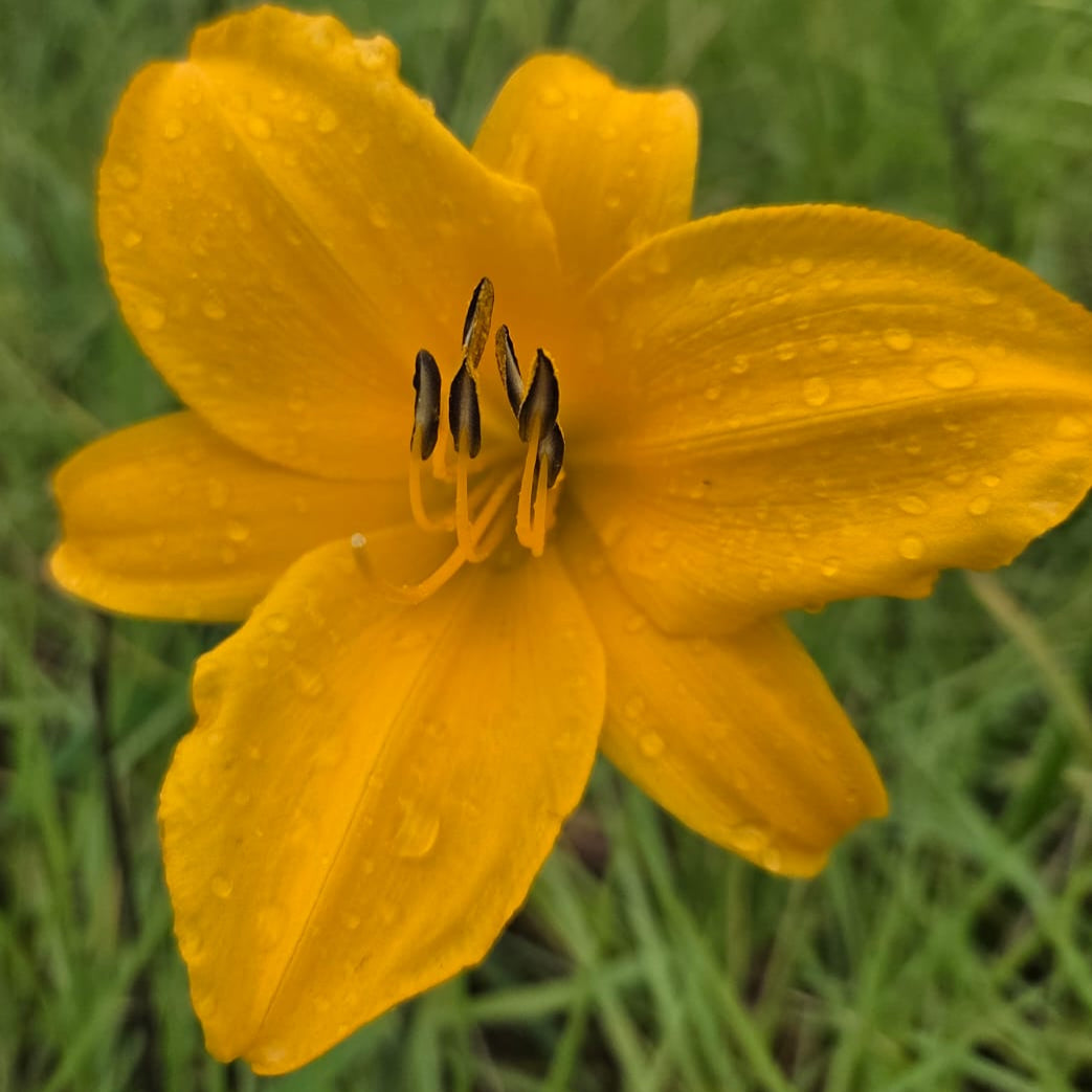 Daylilies - Anna Mae Hager – Plants Direct
