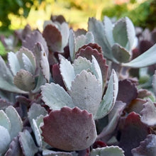 Load image into Gallery viewer, Kalanchoe pumila (3 Plants)

