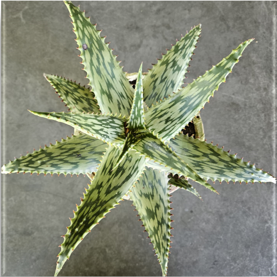 Aloe Queen Marowa (1 Plant) NEW/RARE – Plants Direct