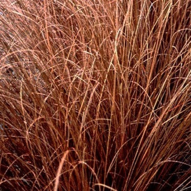 Carex Red Rooster (3 Plants)
