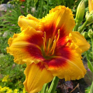 Daylily - Renegade Lady