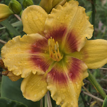 Load image into Gallery viewer, Daylily - Renegade Lady
