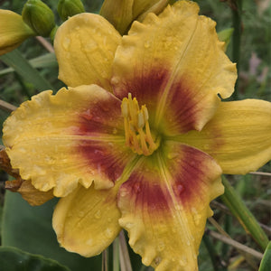 Daylily - Renegade Lady