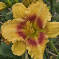 Daylily - Renegade Lady