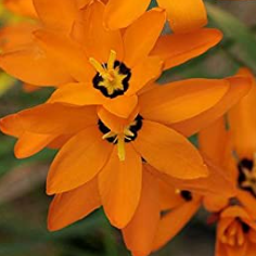 Ixia dark orange