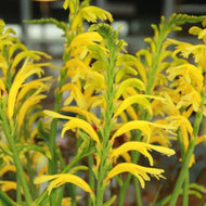 Chasmanthe floribunda 'Duckitii' (Yellow)