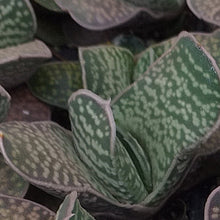 Load image into Gallery viewer, Gasteria Umpa (3 Plants)
