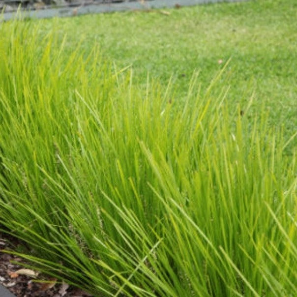 Lomandra Lime tuff (3 Plants) – Plants Direct