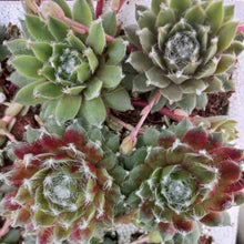 Load image into Gallery viewer, Sempervivum Purple Fluff (3 Plants)
