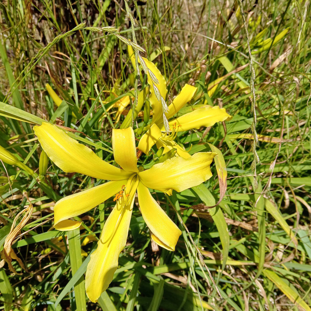 Daylilies - Spider yellow