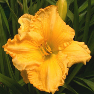 Daylily - Sunny Days