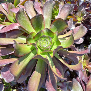 Aeonium Velour (3 Plants)