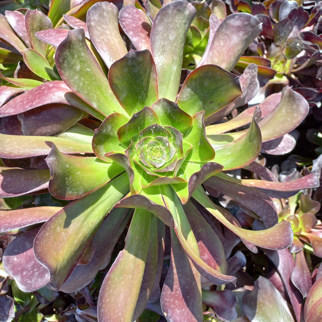 Aeonium Velour (3 Plants)