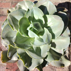 Echeveria Santa Fe' (3 Plants)