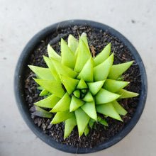 Load image into Gallery viewer, Haworthia Green Star (3 Plants)
