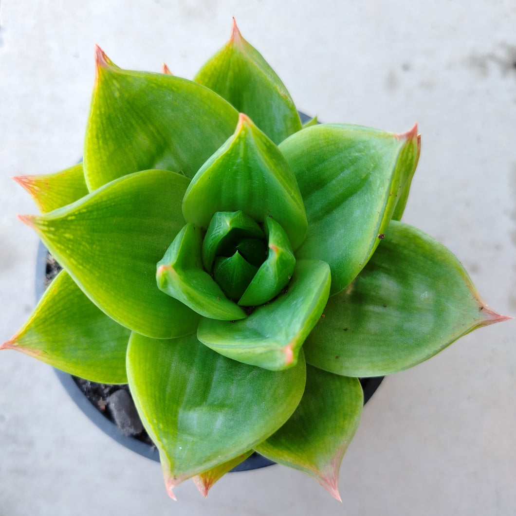 Haworthia Green Rose (3 Plants)