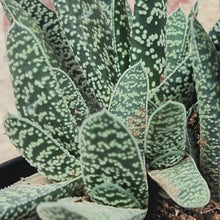 Load image into Gallery viewer, Gasteria Lizzie (3 Plants)
