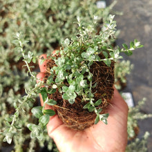 Load image into Gallery viewer, Helichrysum cymosum (1 Plant)
