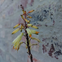 Load image into Gallery viewer, Aloe Zulu Dawn (1 Plant) NEW/RARE
