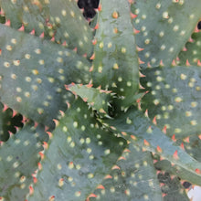 Load image into Gallery viewer, Aloe Zulu Pride (1 Plant) NEW/RARE
