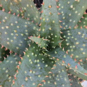 Aloe Zulu Pride (1 Plant) NEW/RARE