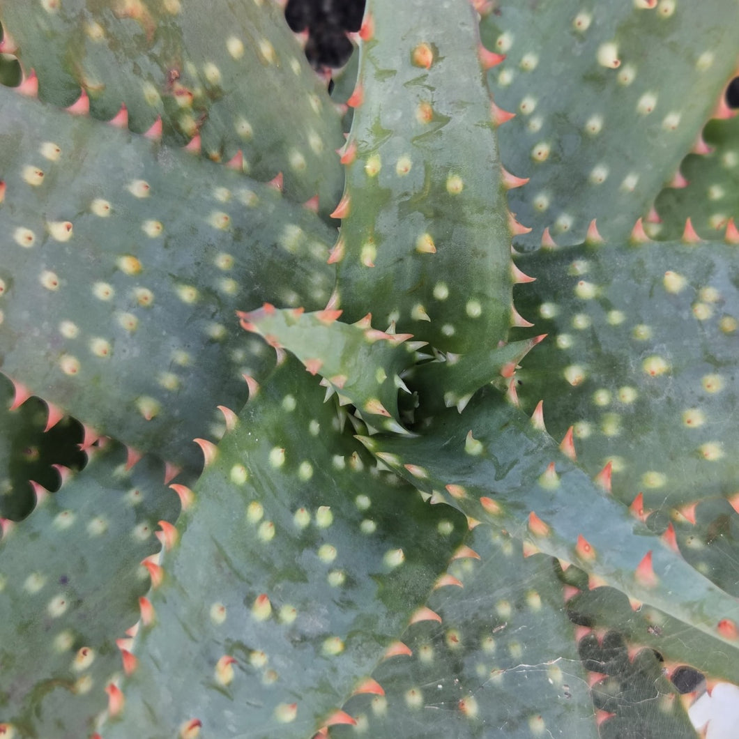 Aloe Zulu Pride (1 Plant) NEW/RARE