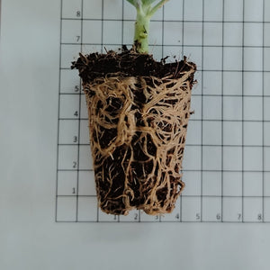Aeonium Atropurpureum (3 Plants)