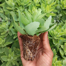 Load image into Gallery viewer, Sedum Autumn Joy (3 Plants)
