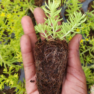 Sedum rupestra Angelina (3 Plants)