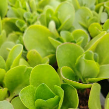 Load image into Gallery viewer, Crassula Collection (15 Young Plants)
