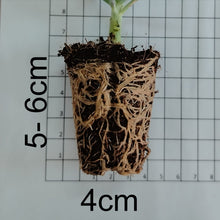 Load image into Gallery viewer, Crassula ovata Horn Tree (3 Plants)
