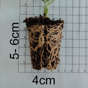 Crassula ovata Horn Tree (3 Plants)
