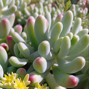 Sedum pachyphyllym (3 Plants) – Plants Direct