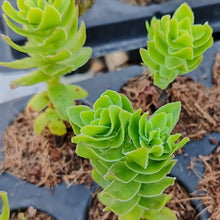 Load image into Gallery viewer, Crassula Dejecta(3 Plants)
