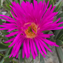 Load image into Gallery viewer, Carpobrotus acinaciformis (3 Plants)

