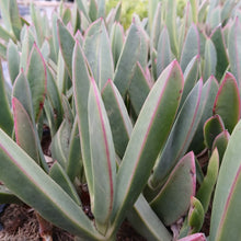 Load image into Gallery viewer, Carpobrotus acinaciformis (3 Plants)
