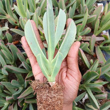Load image into Gallery viewer, Carpobrotus acinaciformis (3 Plants)
