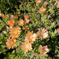 Delosperma Fruit salad (3 Young Plants)