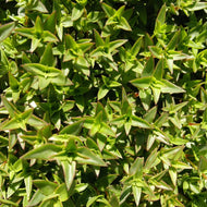 Crassula pellucida (3 Young Plants)