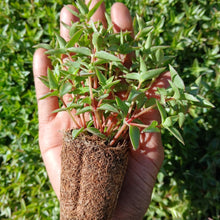 Load image into Gallery viewer, Crassula pellucida (3 Young Plants)
