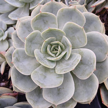 Load image into Gallery viewer, Echeveria Sonora (3 Plants)
