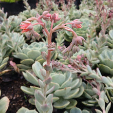 Load image into Gallery viewer, Echeveria Sonora (3 Plants)
