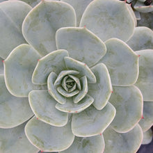 Load image into Gallery viewer, Echeveria Sonora (3 Plants)
